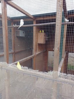 Papagáj spevavy - 6