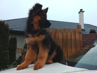 Stena nemeckého ovčiaka - 6