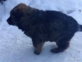 Nemecký ovčiak - 6