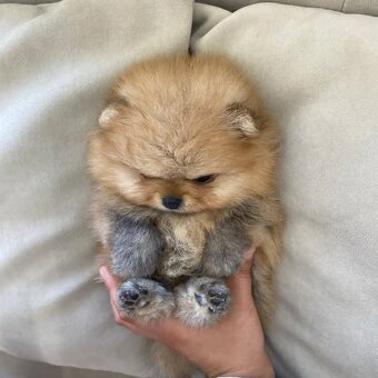 Pomeranian mini - 6