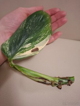 Monstera Cobra aurea - 6