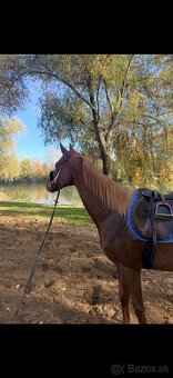 Predam Anglickeho plnokrvnika - 6