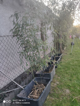 Planty bambus odkopy zakorenené stalozelený mrazuvzdorný - 6