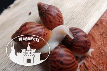 Africké slimáky Achatina achatina / Terárium gekón škrečka - 6