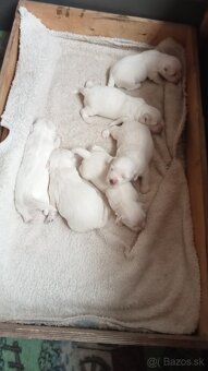Predám mini maltezakou - 6