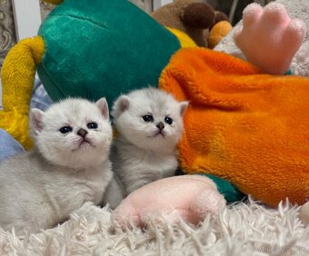 Britská strieborná činčila - 6