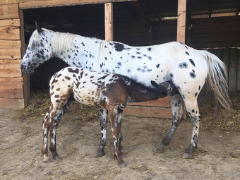 Appaloosa - ročná kobyla čierny leopard - 6