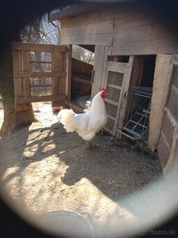 Biela australorpka - 6