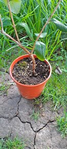 Brazílska guajava-Acca sellowiana - 6