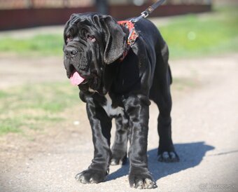 Neapolský mastiff, Mastino napoletano, Neapolitan mastiff - 6