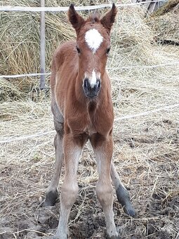 Pripustanie AQHA, APHA, APPA, aj ine - 6