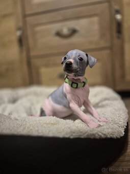 Americký bezsrstý teriér - 6