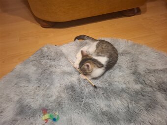 Darujeme maciatka - 6