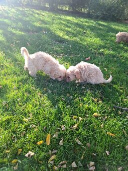 Maltipoo - 6