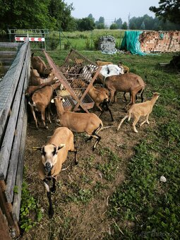 Predám ovce a kozy 100% AN - 6