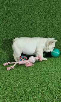 Francúzsky buldoček - 6