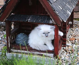 Ragdoll - láska na celý život - 6