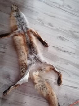 Liška práva kožušina - 6