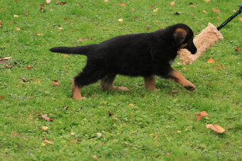 Německy ovčiak - 6