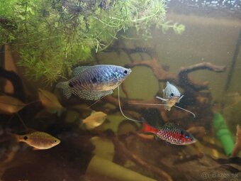 Predám akvarijné rybičky - 6