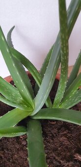 Aloe veľká - 6
