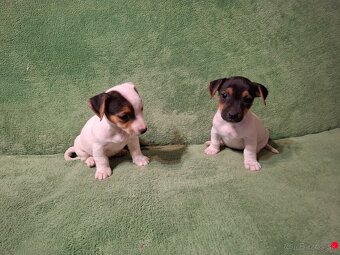Jack russell teriér - 6