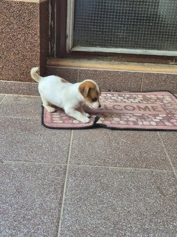 Jack russel šteniatka - 6