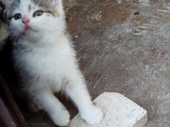 Darujem dve mačičky - 6