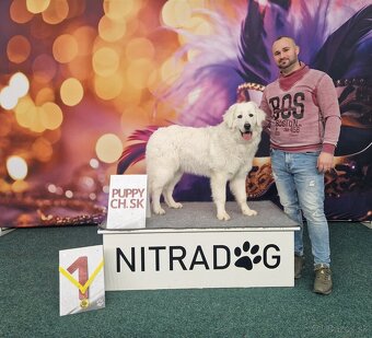 Slovenský Čuvac - 6