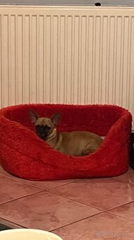 Čivava krátkosrstá - 6