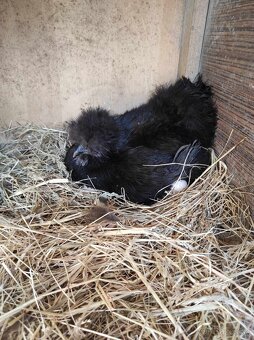 Nasadové vajcia - Hodvábnicky - 6