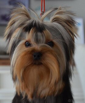 Yorkshire Terrier s PP - 6