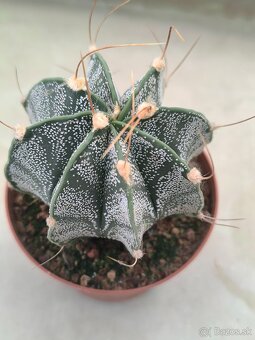 Kaktusy a sukulenty - 6