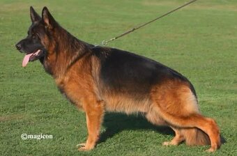 Šteniatka nemeckého ovčiaka s PP - 6