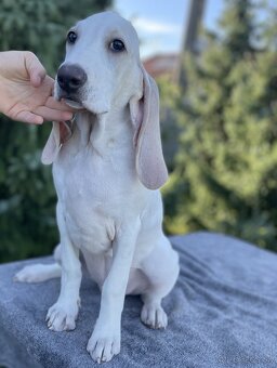 Porcelaine – štěniatko s PP - 6