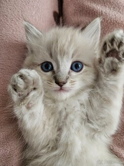 Ragdoll mačiatka - 6