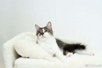 MONTY hľadá domov - 6