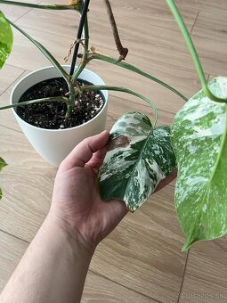 Monstera Albo Variegata - 6