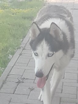 Šteniatka sibírsky husky - 6