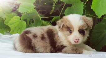 Border Collie, kolia - 6