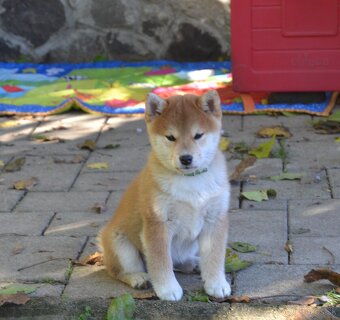 Shiba inu s PP /FCI / - 6