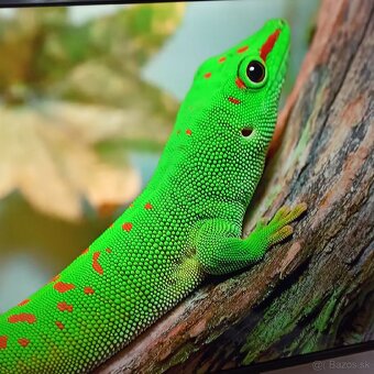 Thomson 4k Android smart tv 55(139) - 6