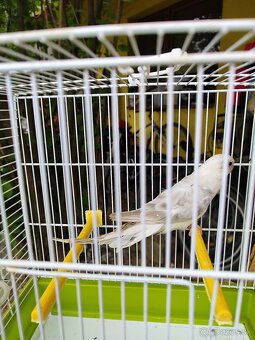 Predám agapornis, papagáj spevavý - 6