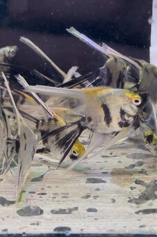 🐠 Skalár biely – Marble Longfin (mladé) - 6
