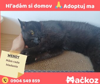 WENDY - Darujem mačičku / Darujem mačku - 6
