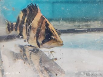 Wolf fish (Hoplias malabaricus)+mix - 6
