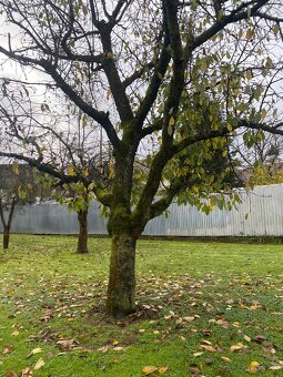 Orechové drevo  Čerešňove drevo - 6