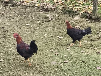 Predám Kohúty Oravka Hnedá a Vlaška Jarabičia - 6