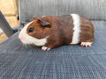 Cuy morčata - 6
