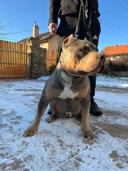 American Bully s PP,ABKC - 6